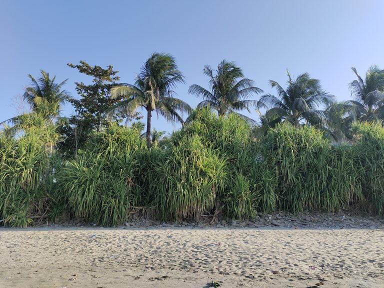 A bunch of coconut trees besides a sandy beach in the Saint Martin Island.