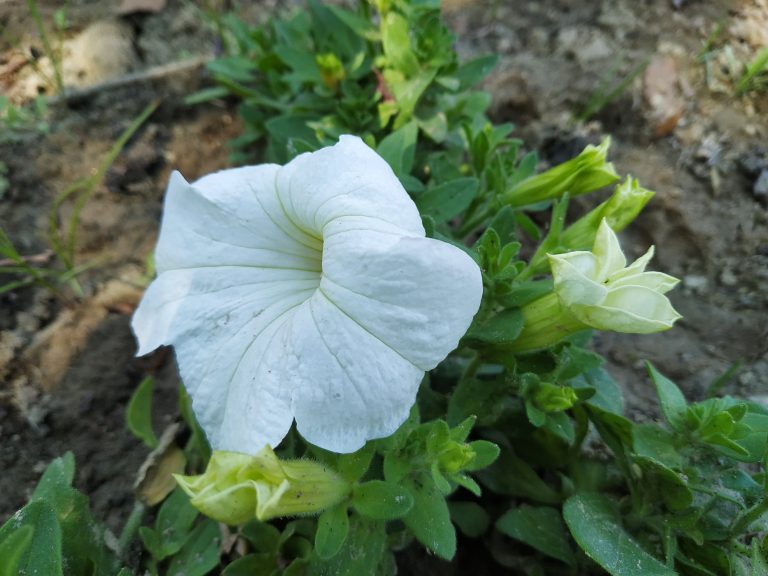 A close-up of a white petunia flower in bloom, surrounded by green foliage and unopened buds, with a background of soil.