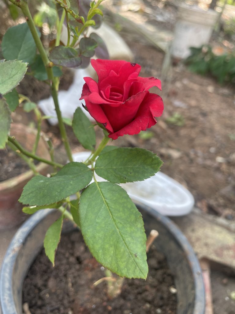 A fully bloomed red rose amid green foliage.