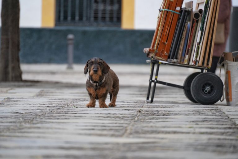 Small, old, brown dog looking intensely at you.