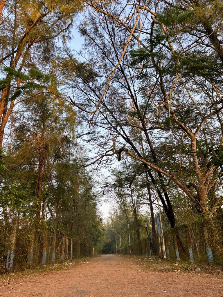 A dirt road lined with trees, their branches adorned with fallen dry leaves.