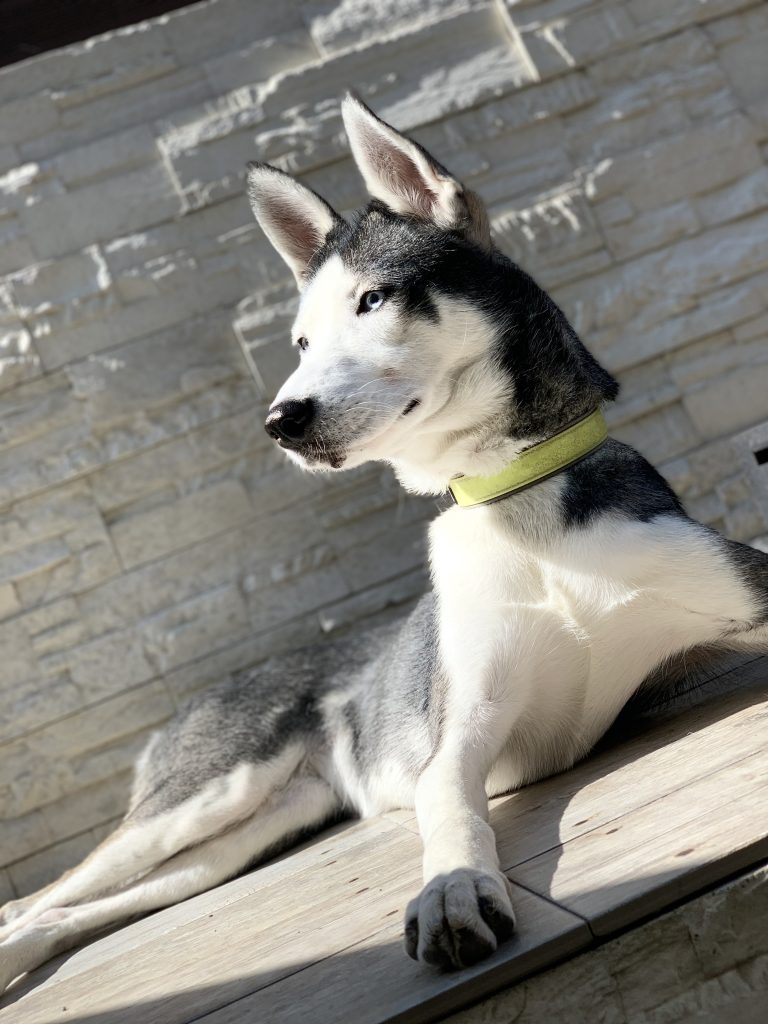 Husky dog in the light.