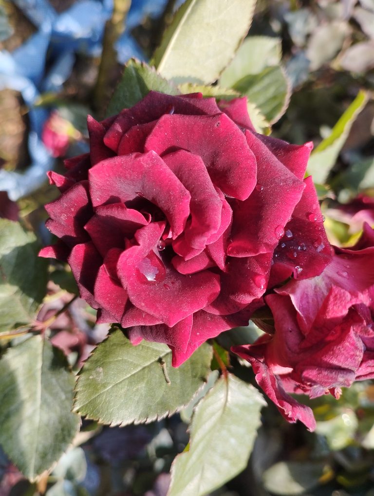 A close-up of a vibrant red rose with green foliage.