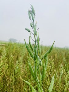 A mustard plant