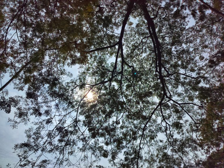 Looking up through tree branches at the sun