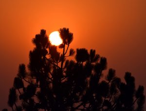 Silhouette of a tree during sunset.