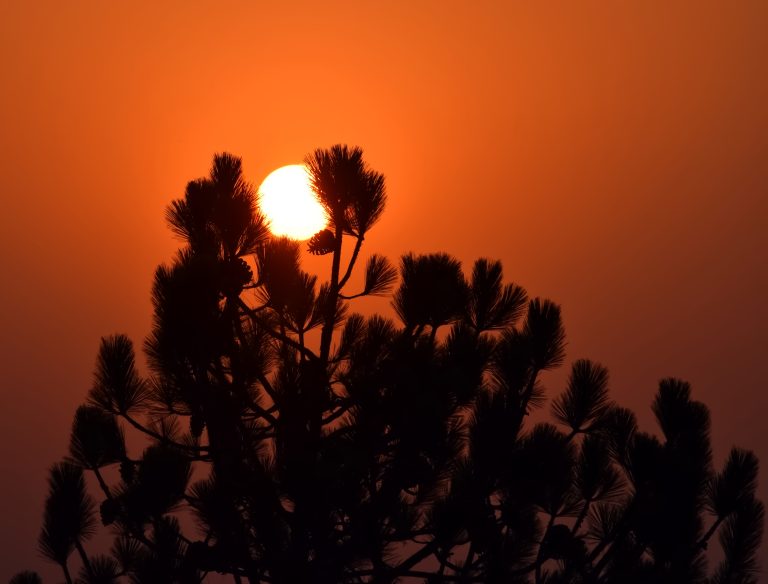 Silhouette of a tree during sunset.