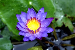 A purple coloured lotus flower with blurred green leaves in the background.