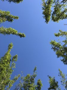 Treetops pointing up towards a clear blue sky, in Orlando, FL
