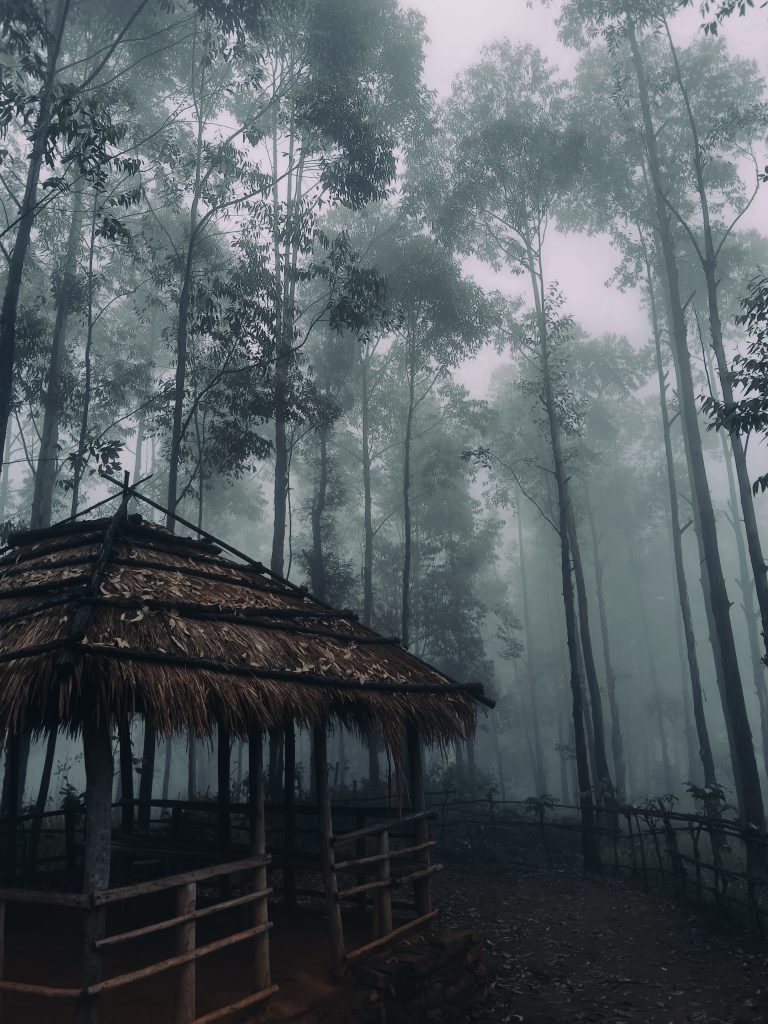 A small hut surrounded by tall trees,enveloped in fog.