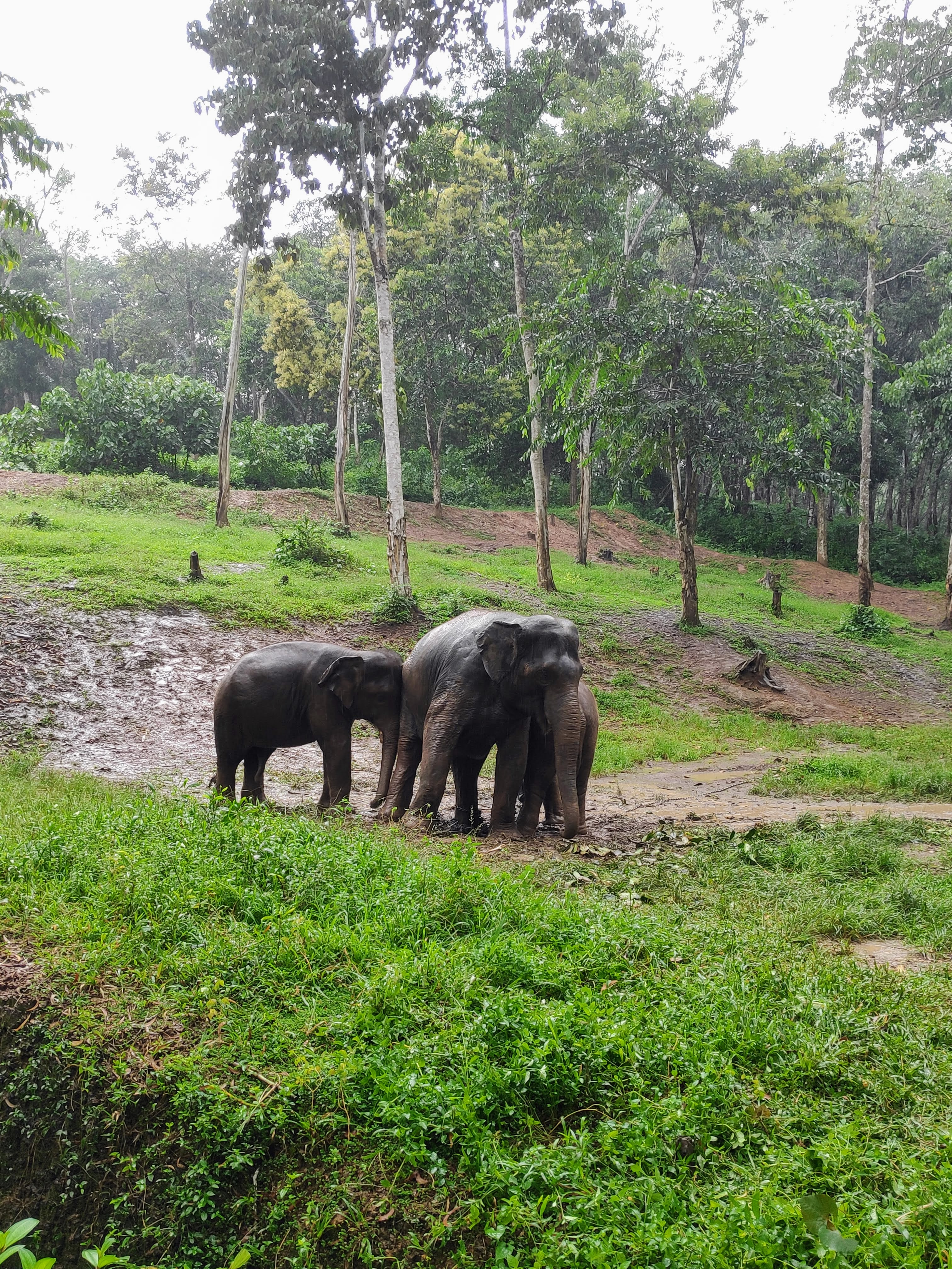 A trio of elephants roam against a lush green backdrop