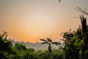 Village during morning, golden sunlight over vegetation and coconut trees in the distant background. 