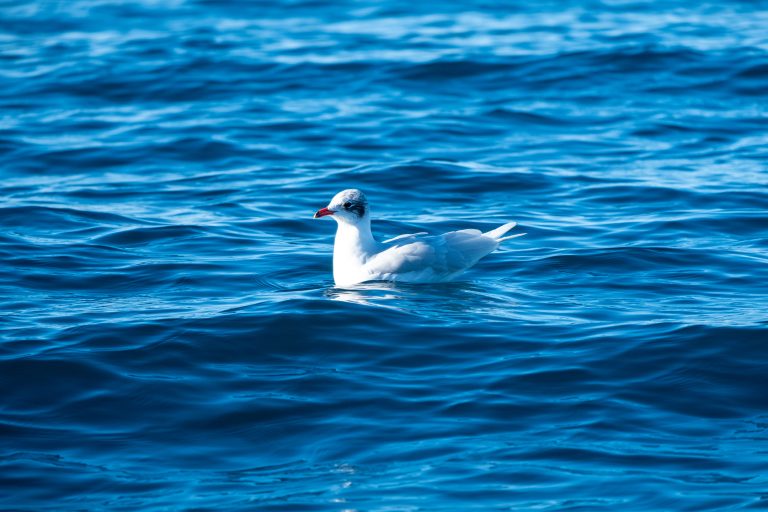 A side view of a seagull floating on the sea.