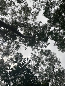 A shot of rubber trees and the evening sky from ground level.