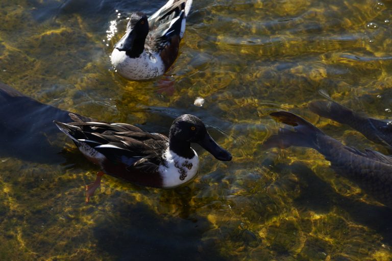 Black and white-colored ducks swimming on water.