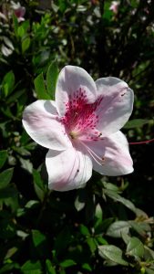 A white flower with pink and red spots