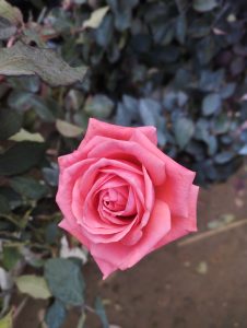 A pink rose in full bloom