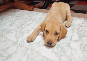 yellow Labrador puppy
