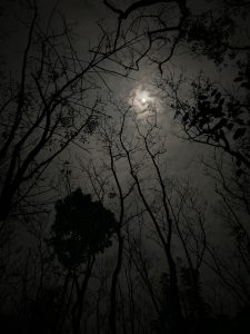 A shot of trees and the night sky, with the moon covered by clouds, from ground level.
