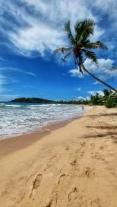 Mirissa beach in Sri Lanka with blue sky and a coconut tree.