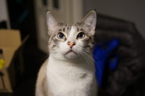 Beautiful white and grey cat silently judging you.