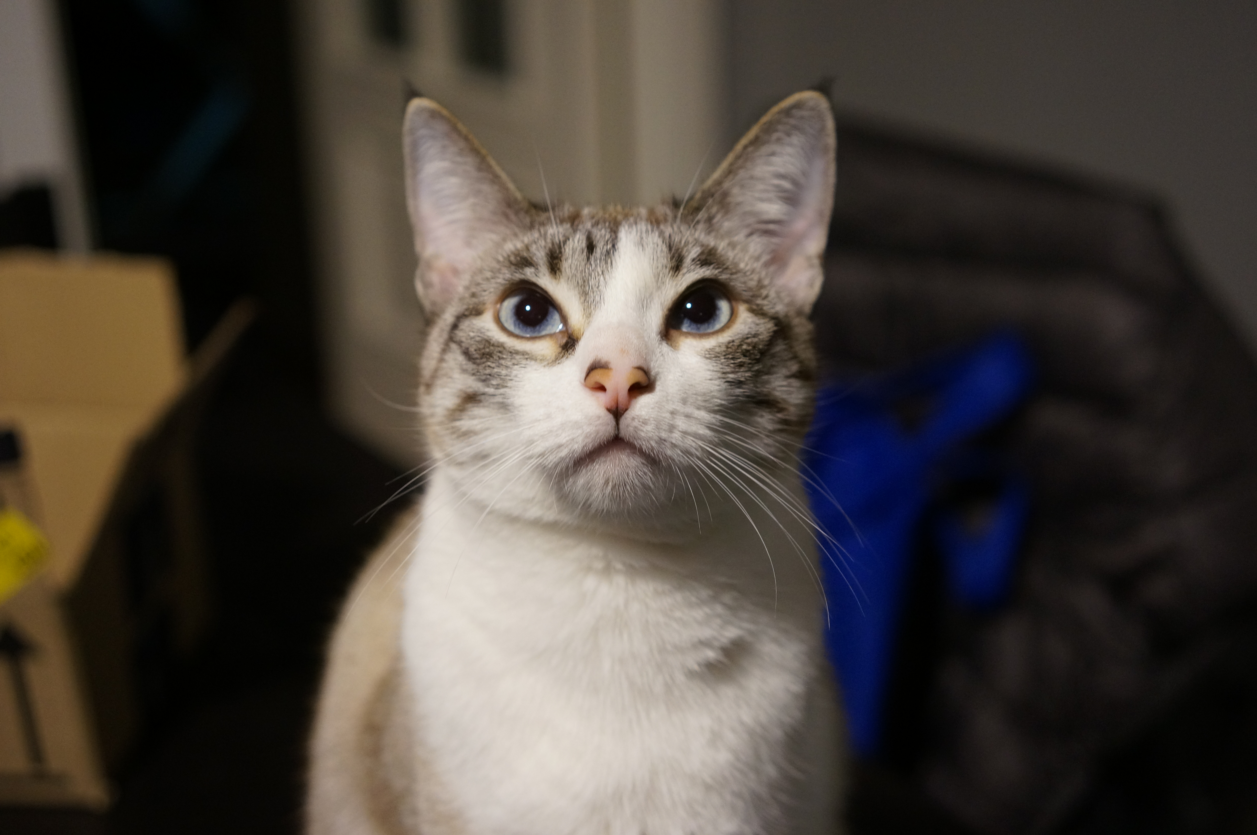 Beautiful white and grey cat silently judging you.