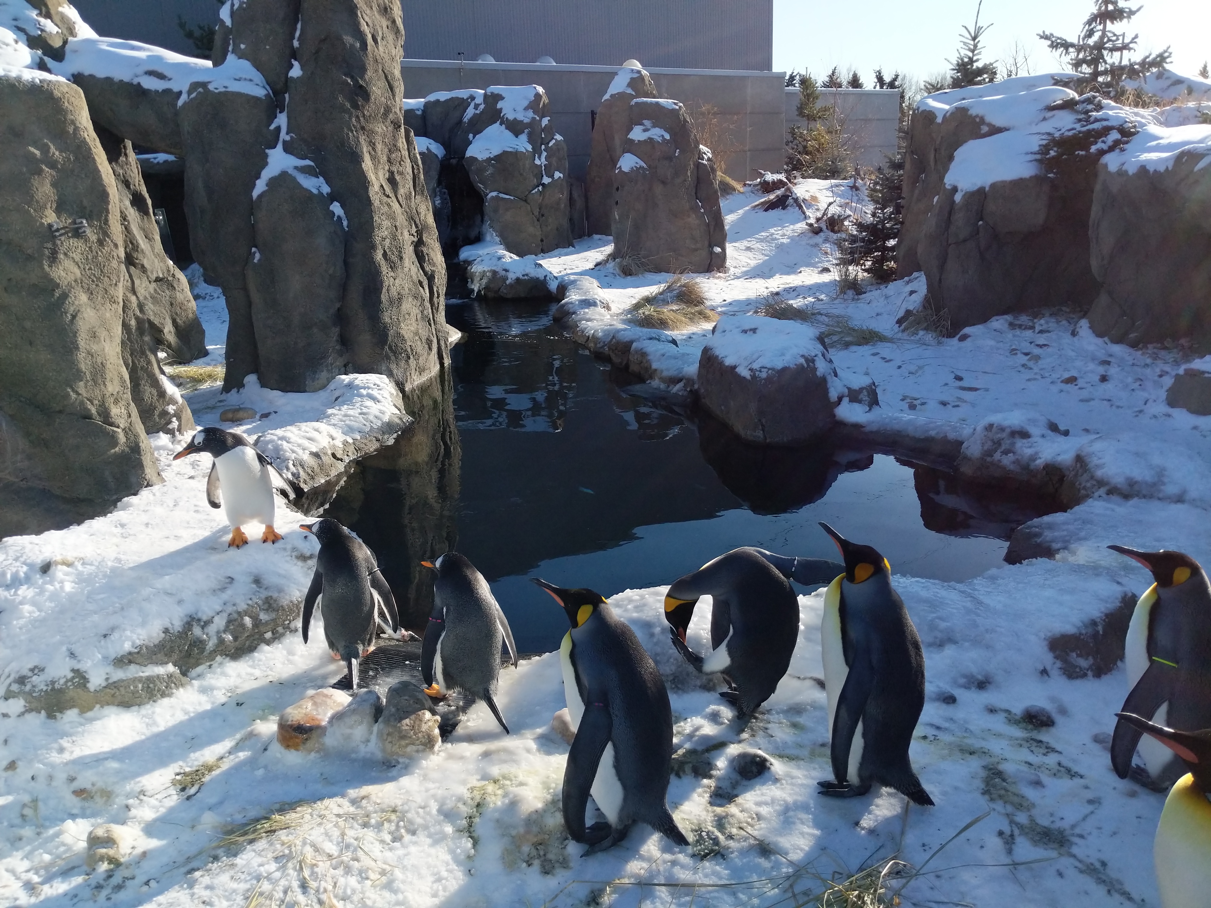 Penguins out for an evening stroll within snow in an urban setting.