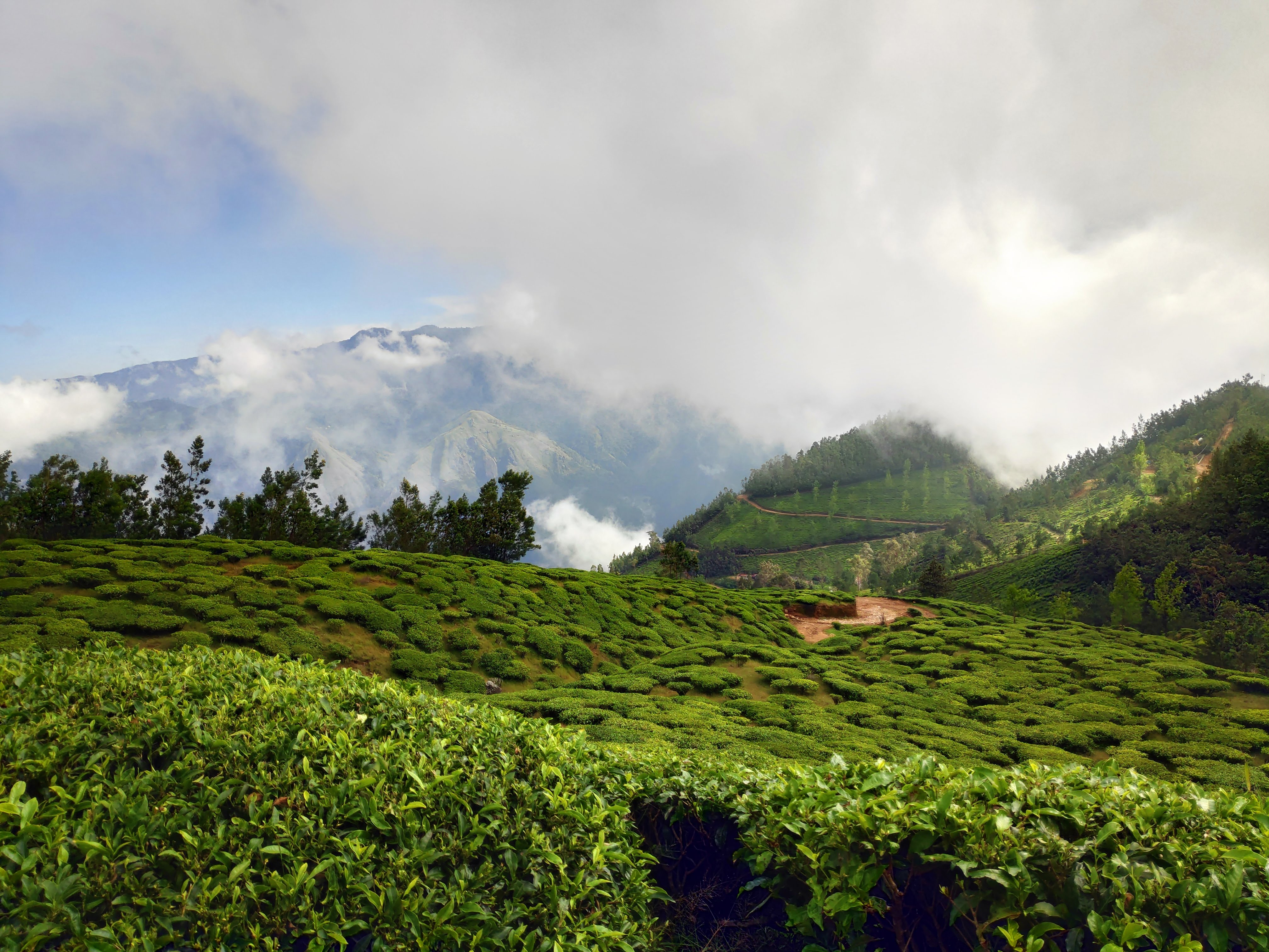 A long view of the tea plantations and mountains on a cloudy day.