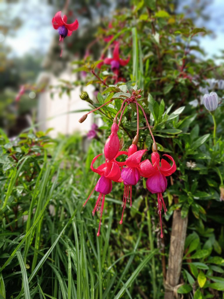 A stunning fuchsia flower blooms against a lush green backdrop