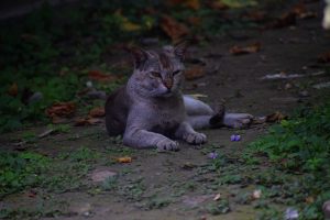 Aa angry cat with distinctive markings lounging on a ground scattered with fallen leaves and green plants.
