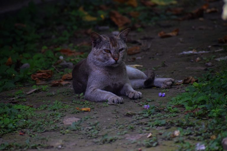 Aa angry cat with distinctive markings lounging on a ground scattered with fallen leaves and green plants.