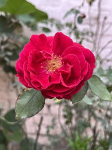 A beautiful close-up focused shot of a red rose.