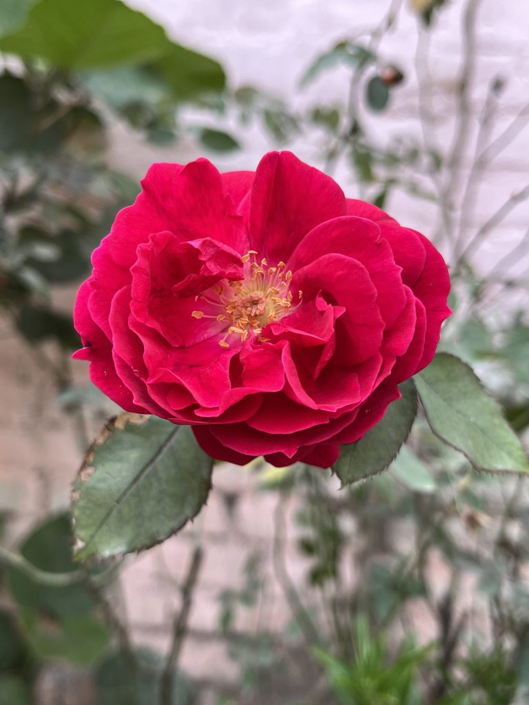 A beautiful close-up focused shot of a red rose.