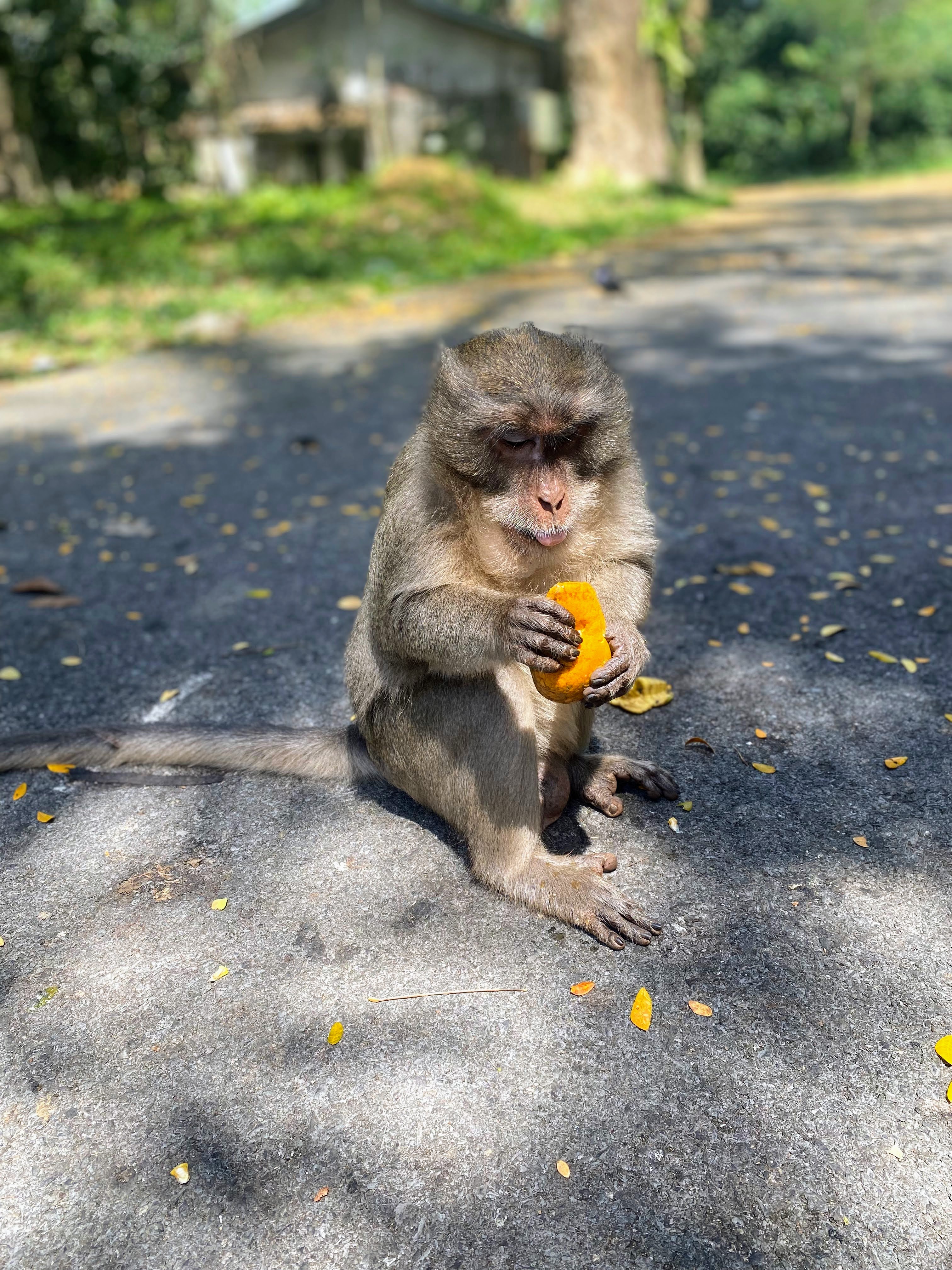 A cheeky monkey enjoying a juicy orange 