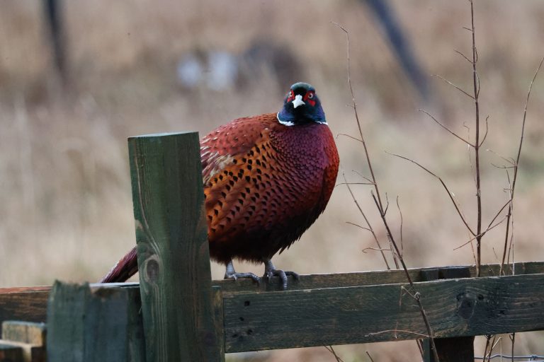 Male Pheasant standing on a green wooden fence.