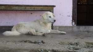 A white dog is resting near an old wooden table in the background.