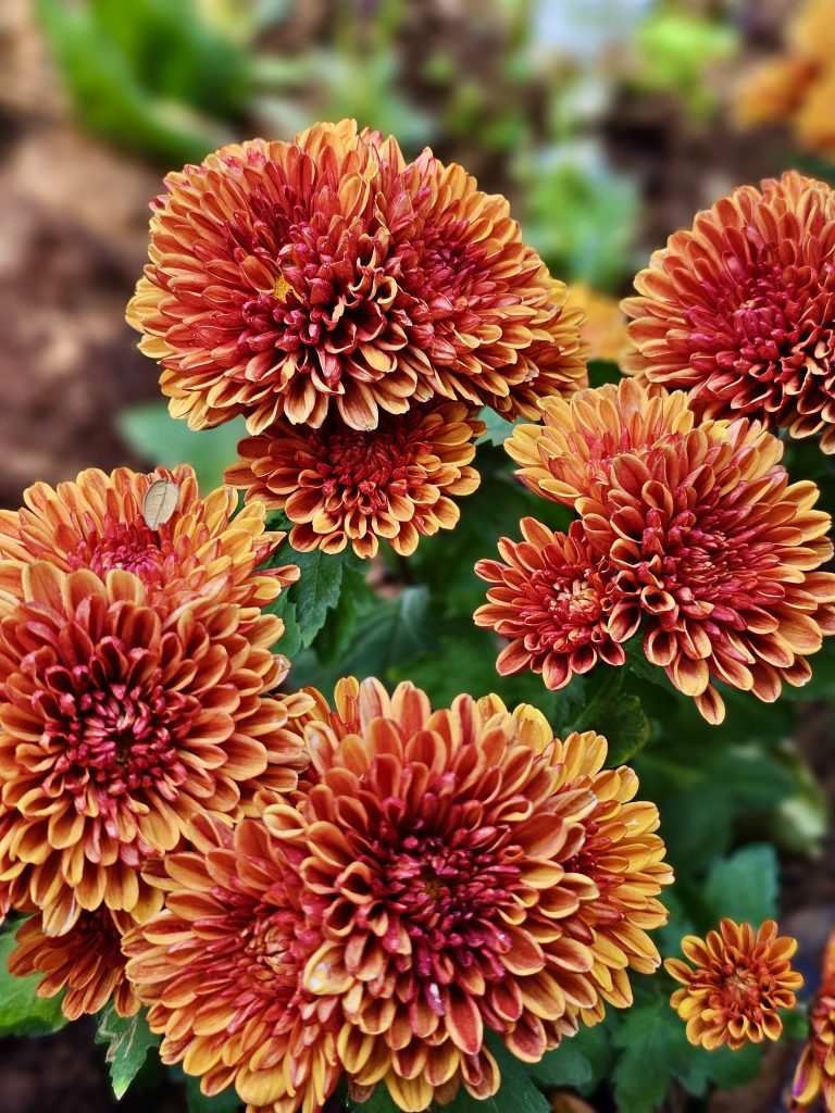 Multi colour Chrysanthemums flowers. From Kamala Nehru Park, Pune, Maharashtra.