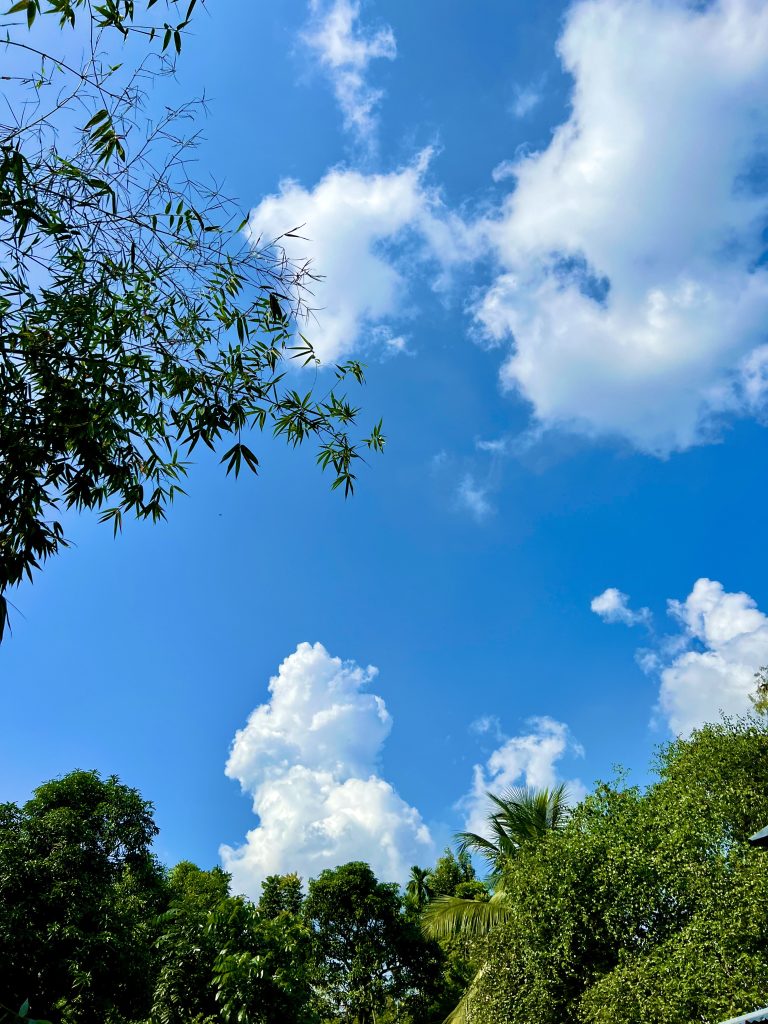 A clear blue sky with fluffy white clouds, framed by the green leaves of various treetops, including palm tree crowns.