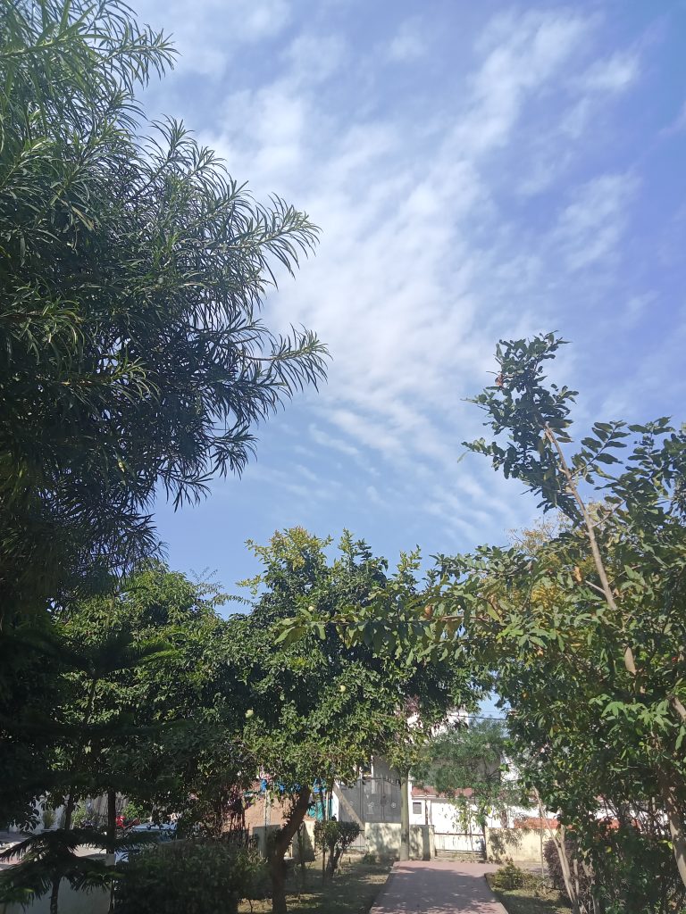 Trees separated by a brick path leading to gated buildings beyond