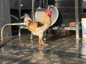 White and red Rooster walking on a tiled floor