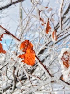 Frozen leaves hanging on a snow covered tree.
