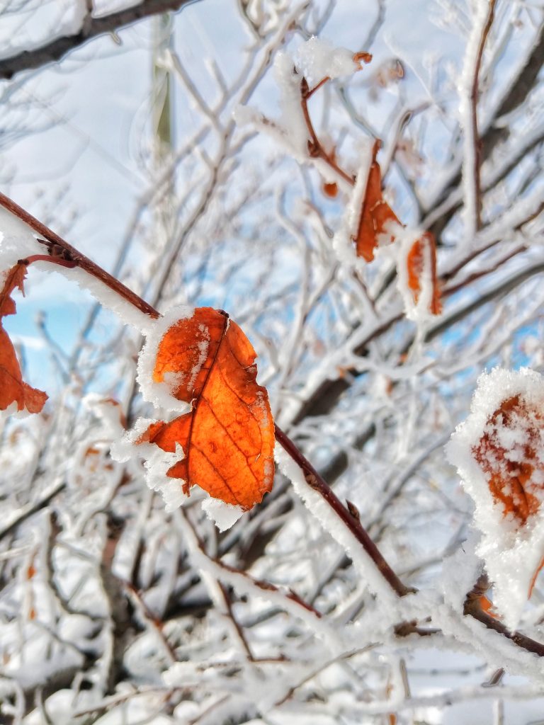 Frozen leaves hanging on a snow covered tree.