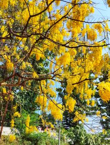 Amaltas tree full of yellow flowers against a blue sky