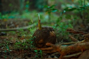 A coconut sprout