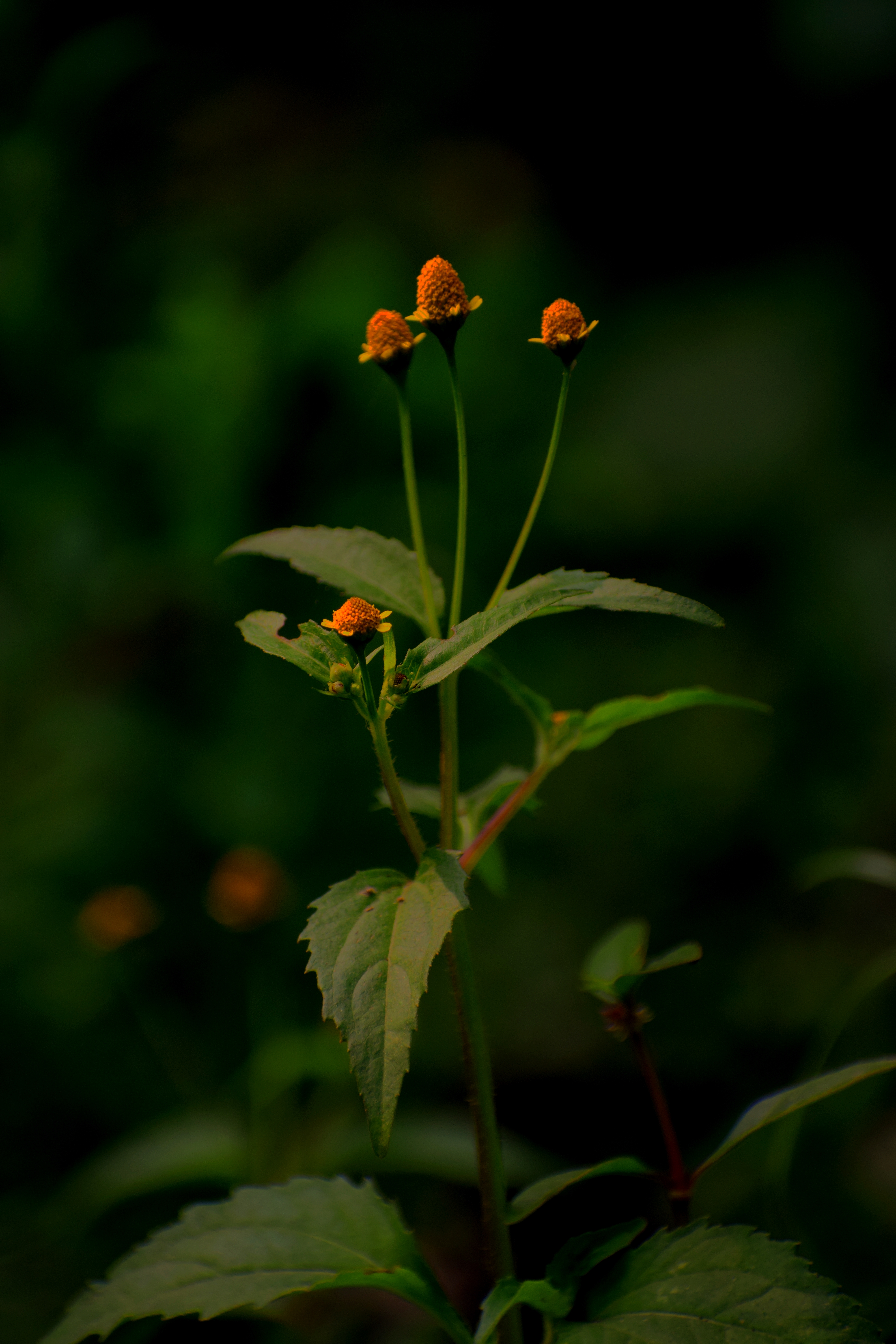 Orange coneflowers on long green stems against a dark blurred background.
