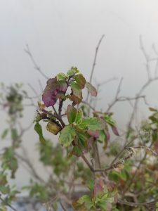 View of basil leafs and strem against blurred background in a garden.