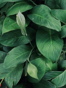 Large green Leaves
