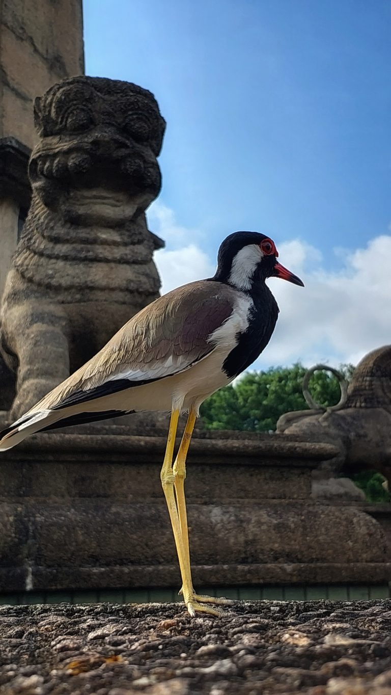 A Red-wattled lapwing bird standing infront of a lion statue in Sri Lanka