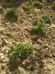 Weeds growing in dirt