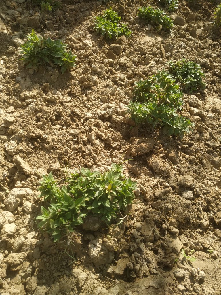 Weeds growing in dirt